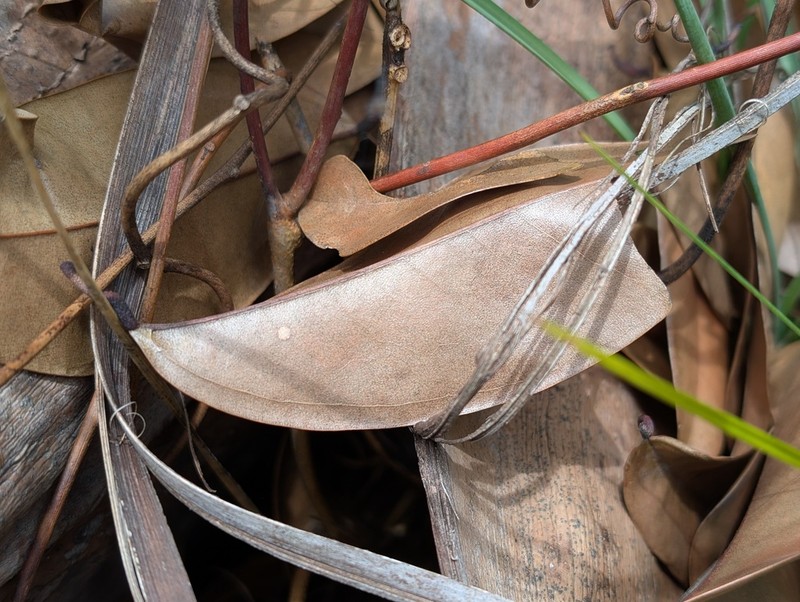 Orthomene schomburgkii photo 8