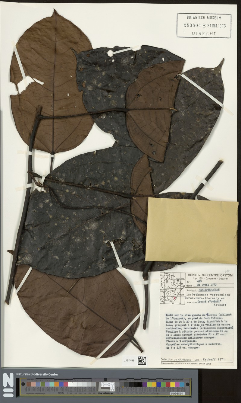 Orthomene verruculosa