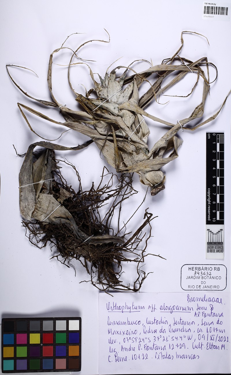 Orthophytum alagoanum