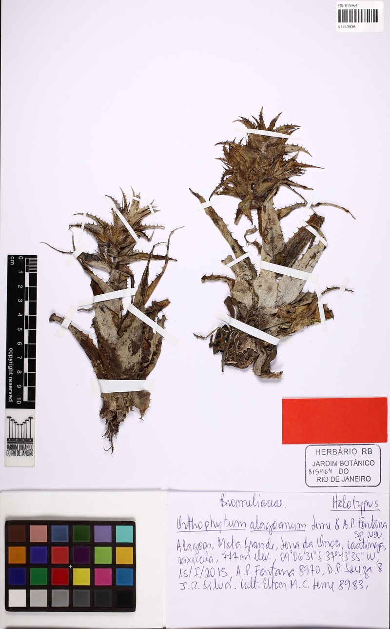 Orthophytum alagoanum photo 2