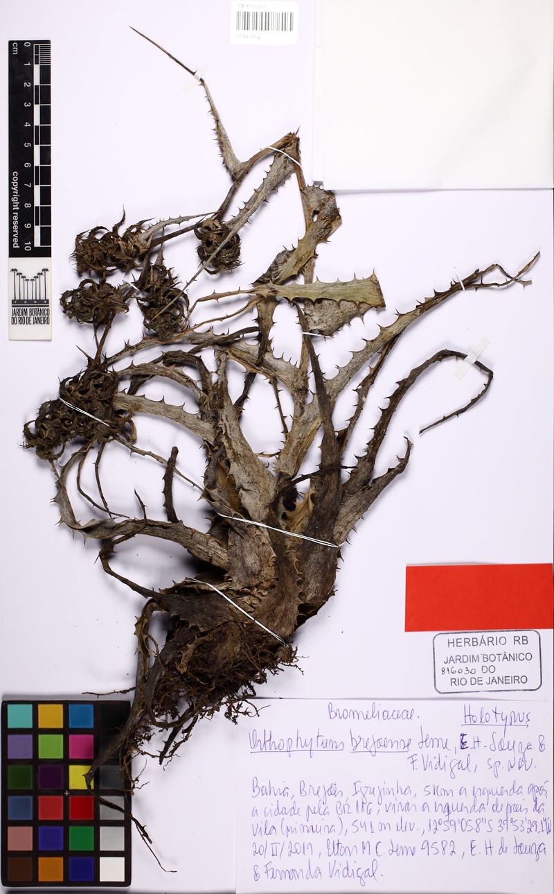 Orthophytum brejoense