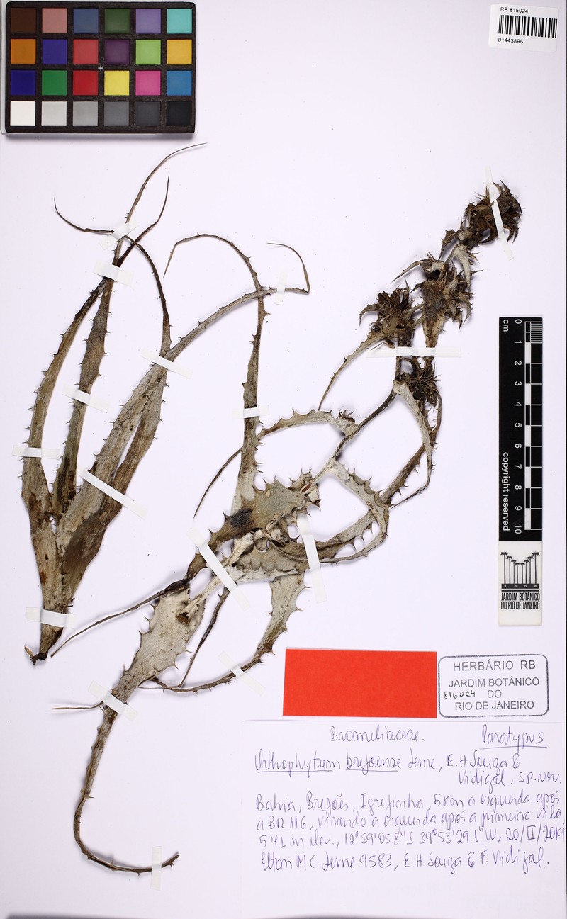 Orthophytum brejoense photo 2