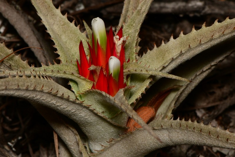 Orthophytum cristaliense photo 4