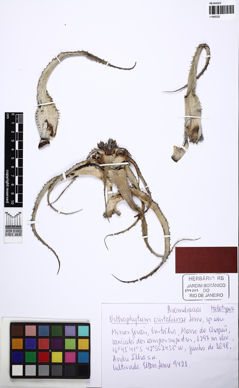 Orthophytum cristaliense photo 5