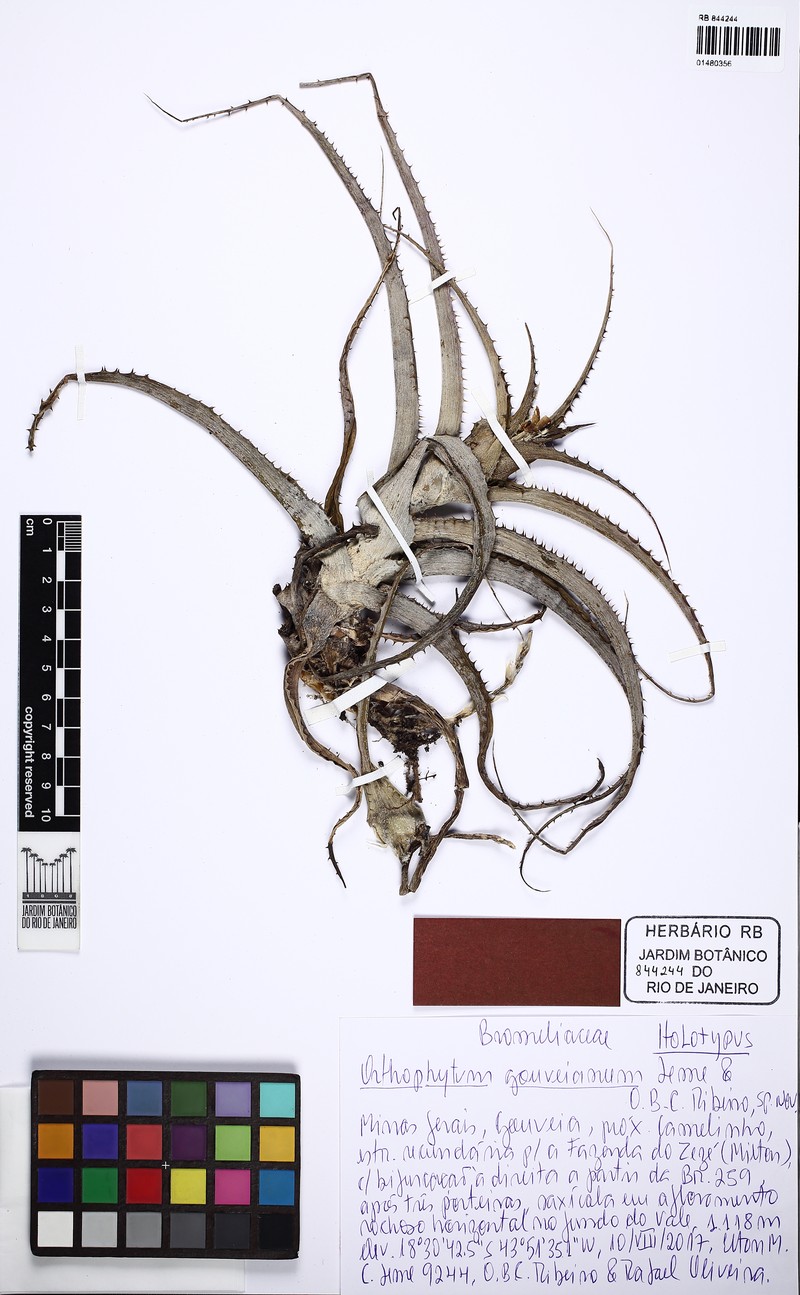 Orthophytum gouveianum