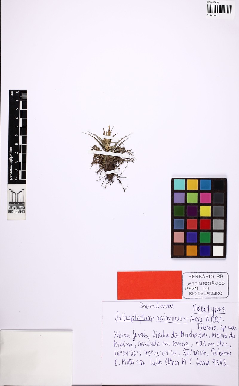 Orthophytum minimum