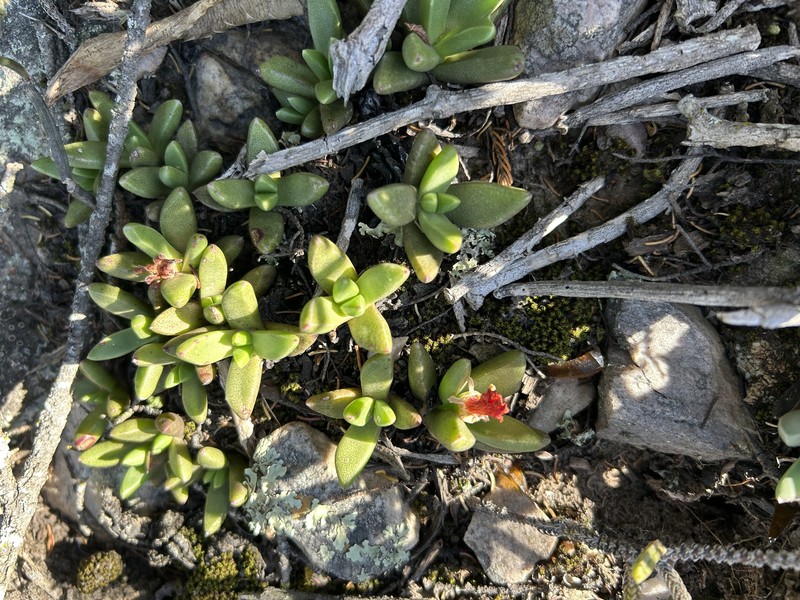 Orthopterum coeganum photo 3