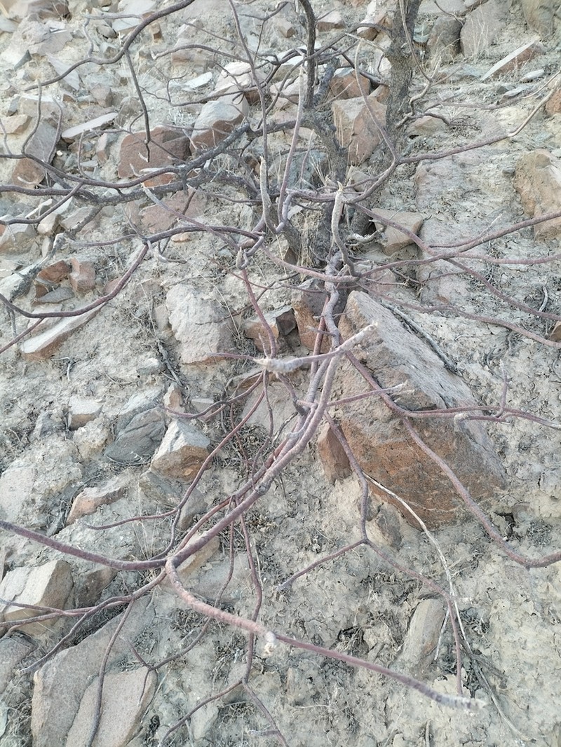 Orthopterygium huaucui photo 7