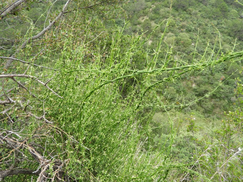 Orthosia mexicana