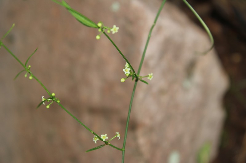 Orthosia mexicana photo 2