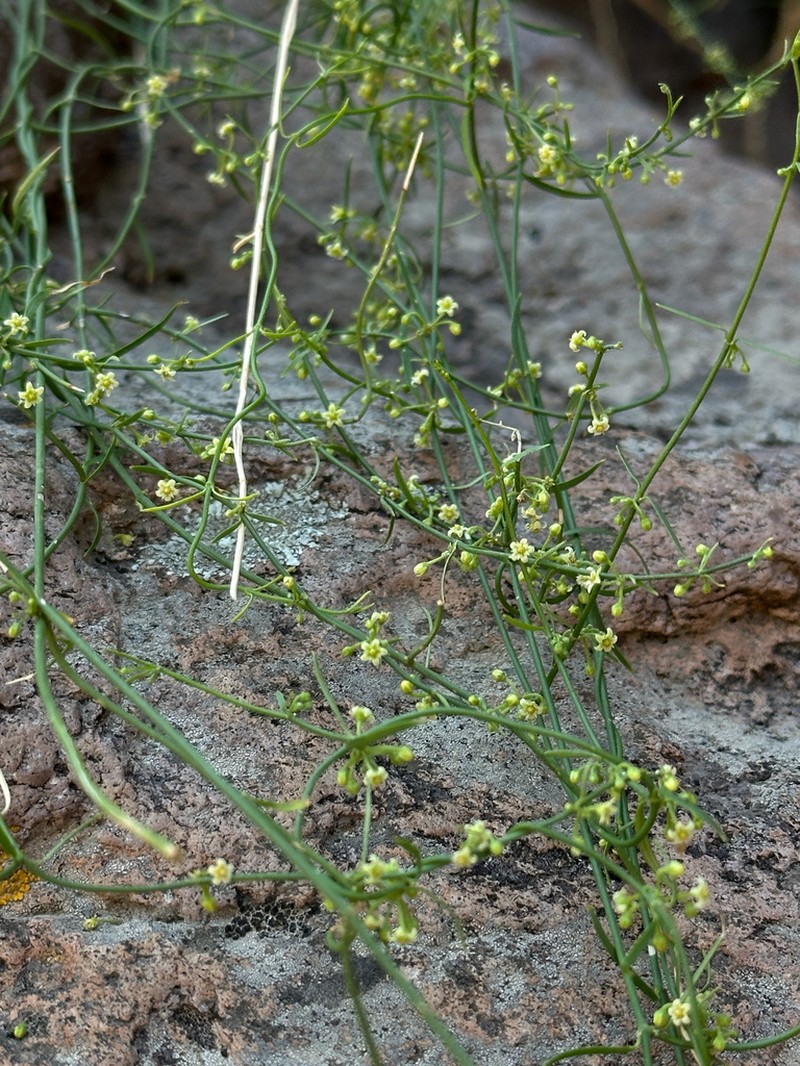 Orthosia mexicana photo 4