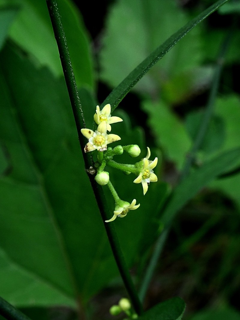 Orthosia mexicana photo 6