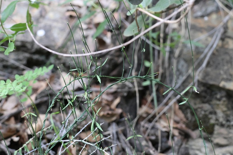 Orthosia mexicana photo 7