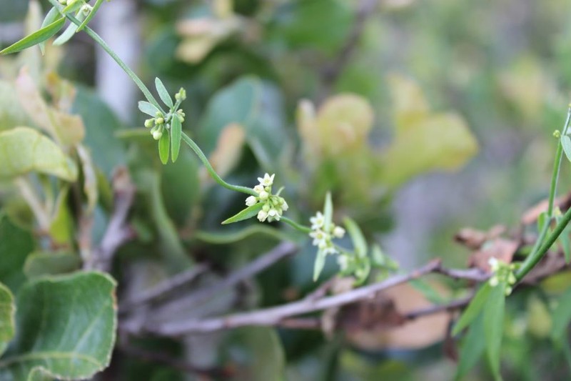 Orthosia mexicana photo 8