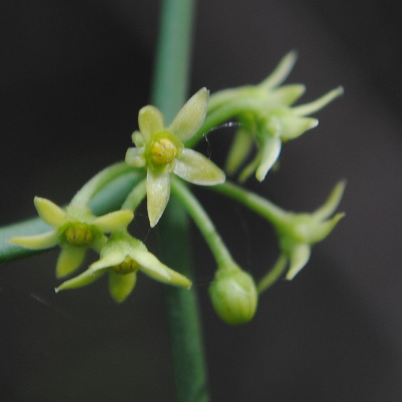 Leafless Swallow-Wort