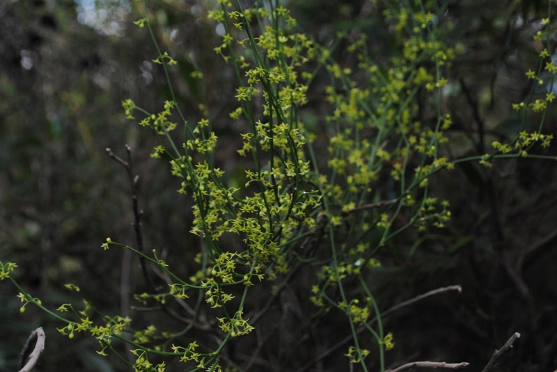 Leafless Swallow-Wort photo 2