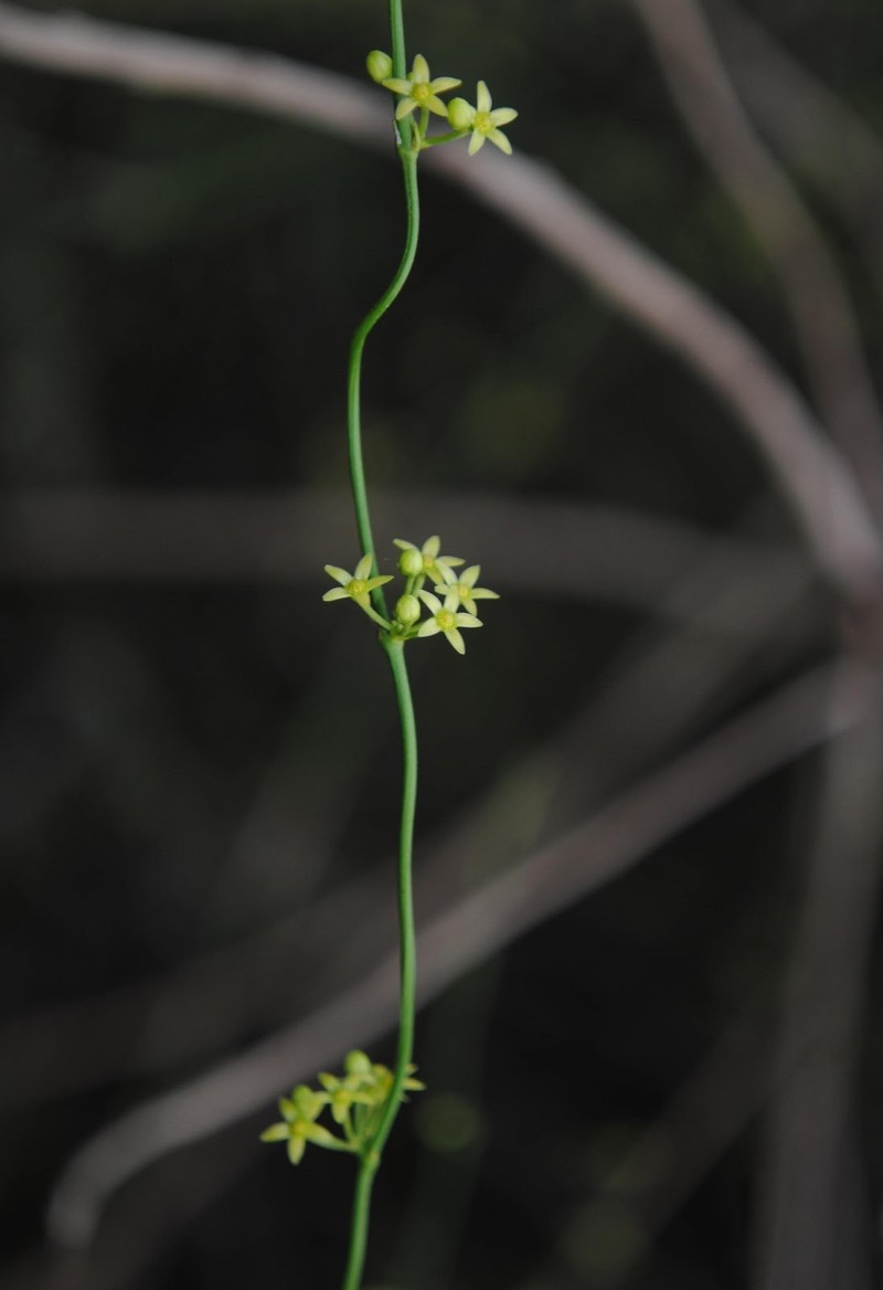Leafless Swallow-Wort photo 3