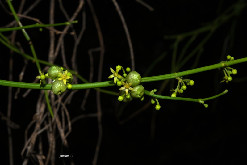 Leafless Swallow-Wort photo 4