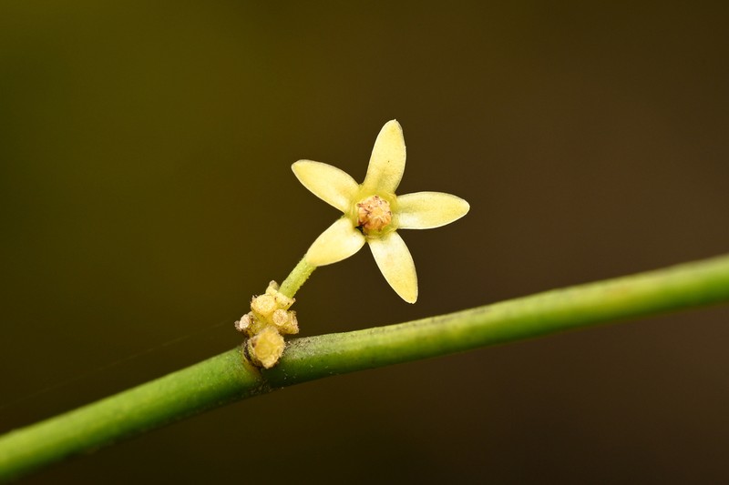 Leafless Swallow-Wort photo 5