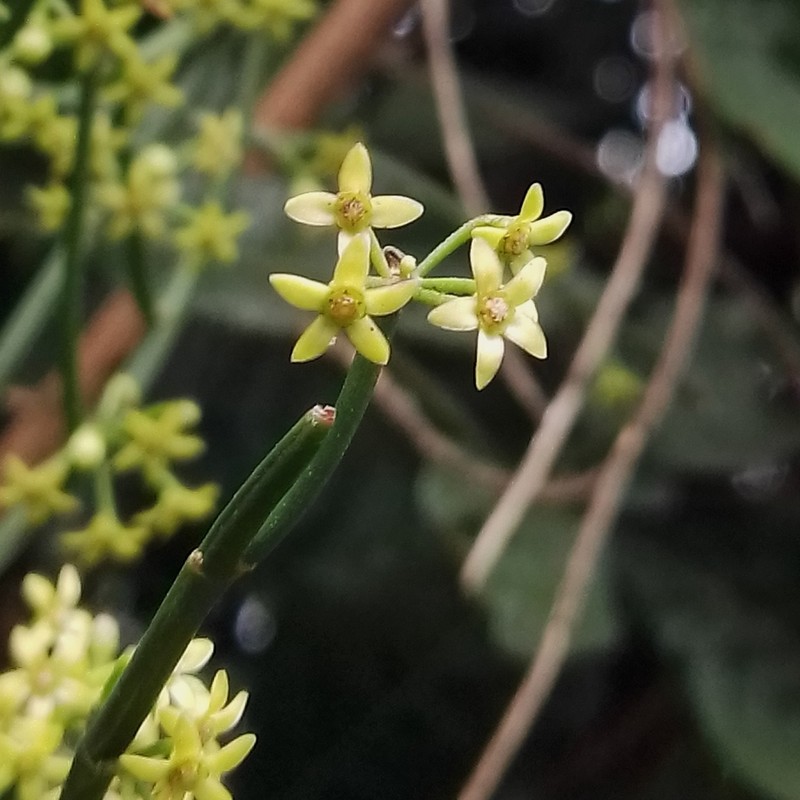 Leafless Swallow-Wort photo 6