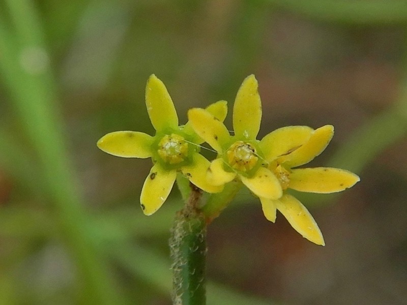 Leafless Swallow-Wort photo 7