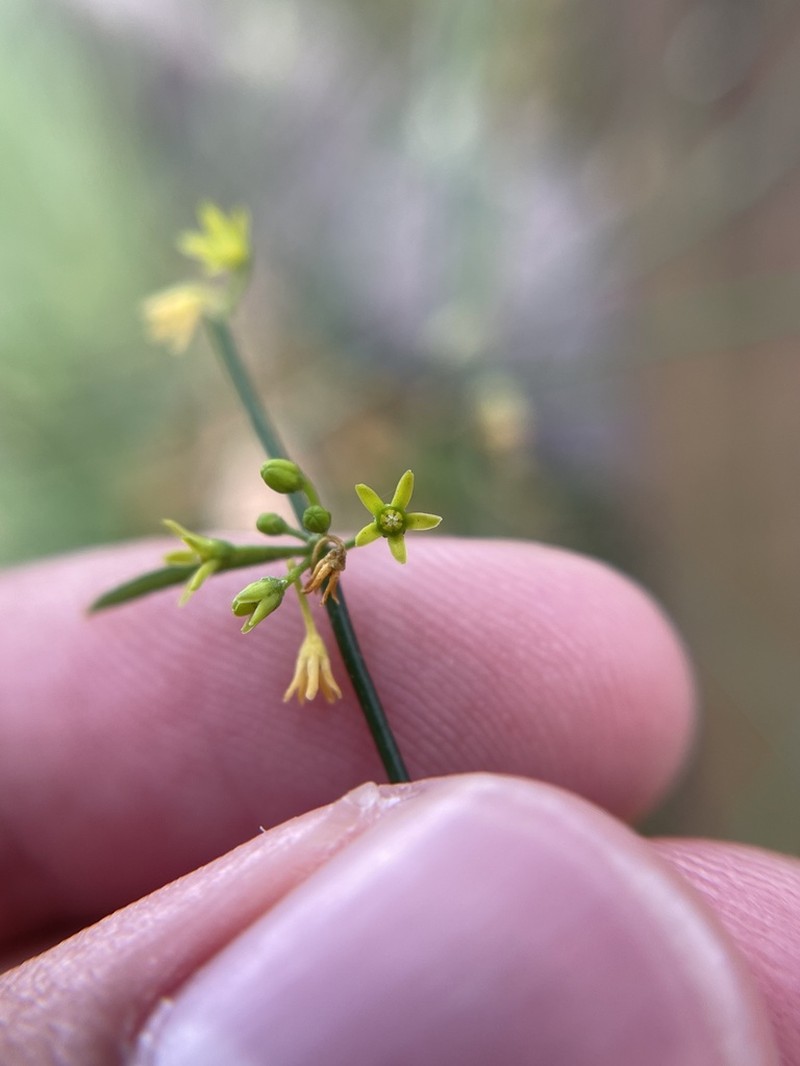 Leafless Swallow-Wort photo 8
