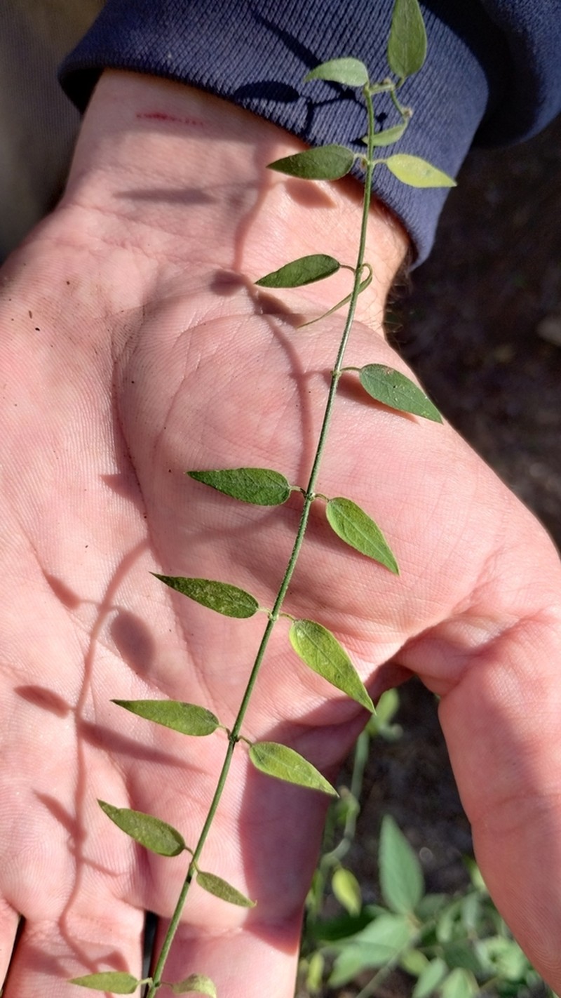 Orthosia teodormeyeri photo 2