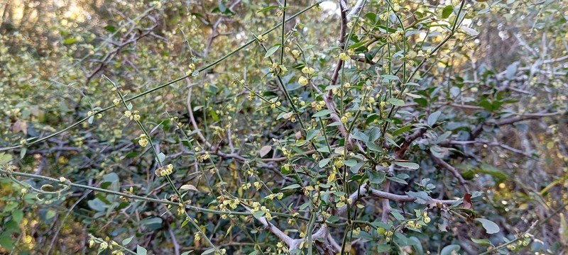 Orthosia teodormeyeri photo 3