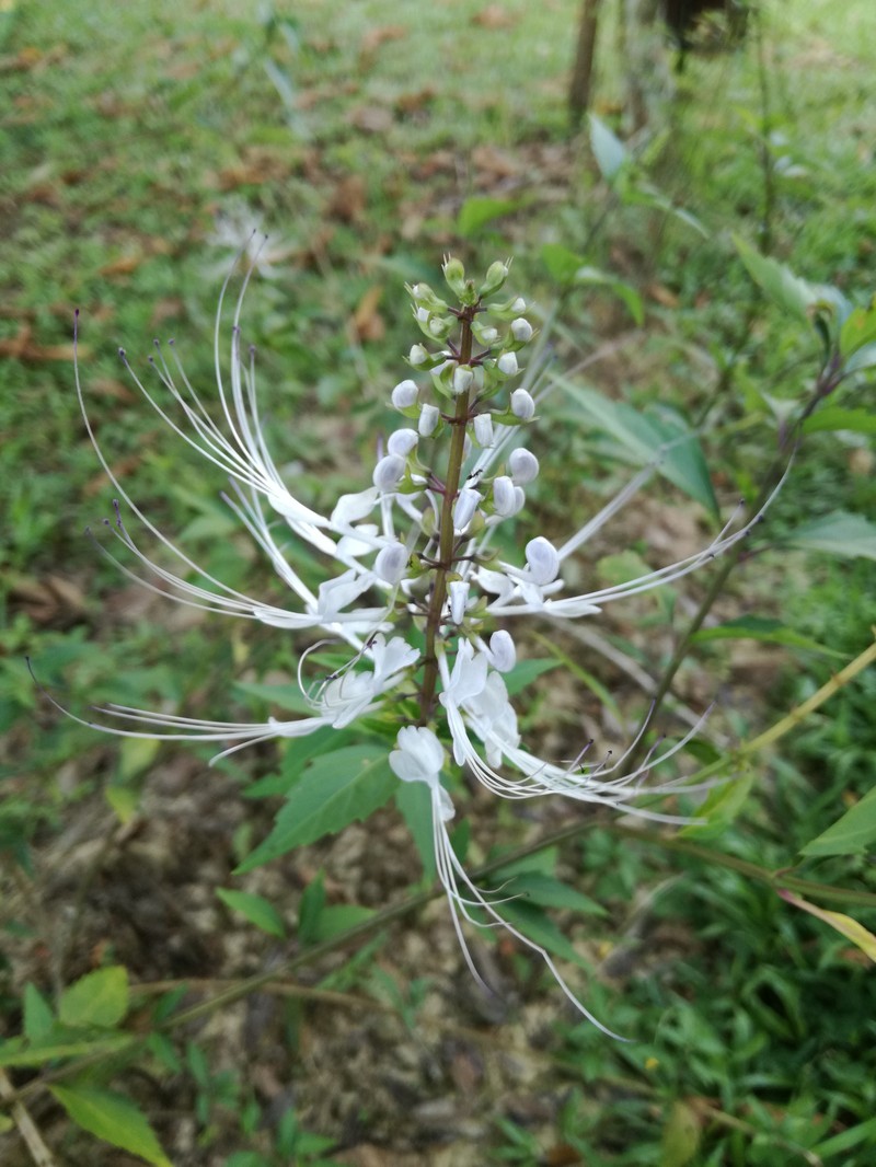 Cat's-Whiskers photo 5