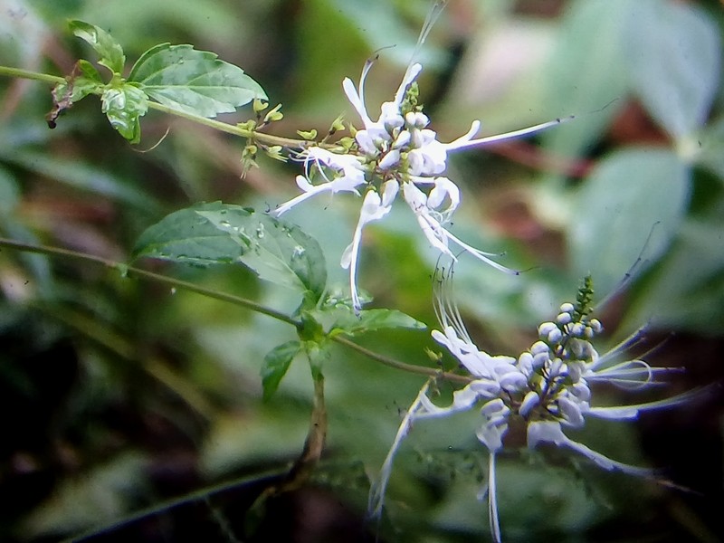 Cat's-Whiskers photo 2