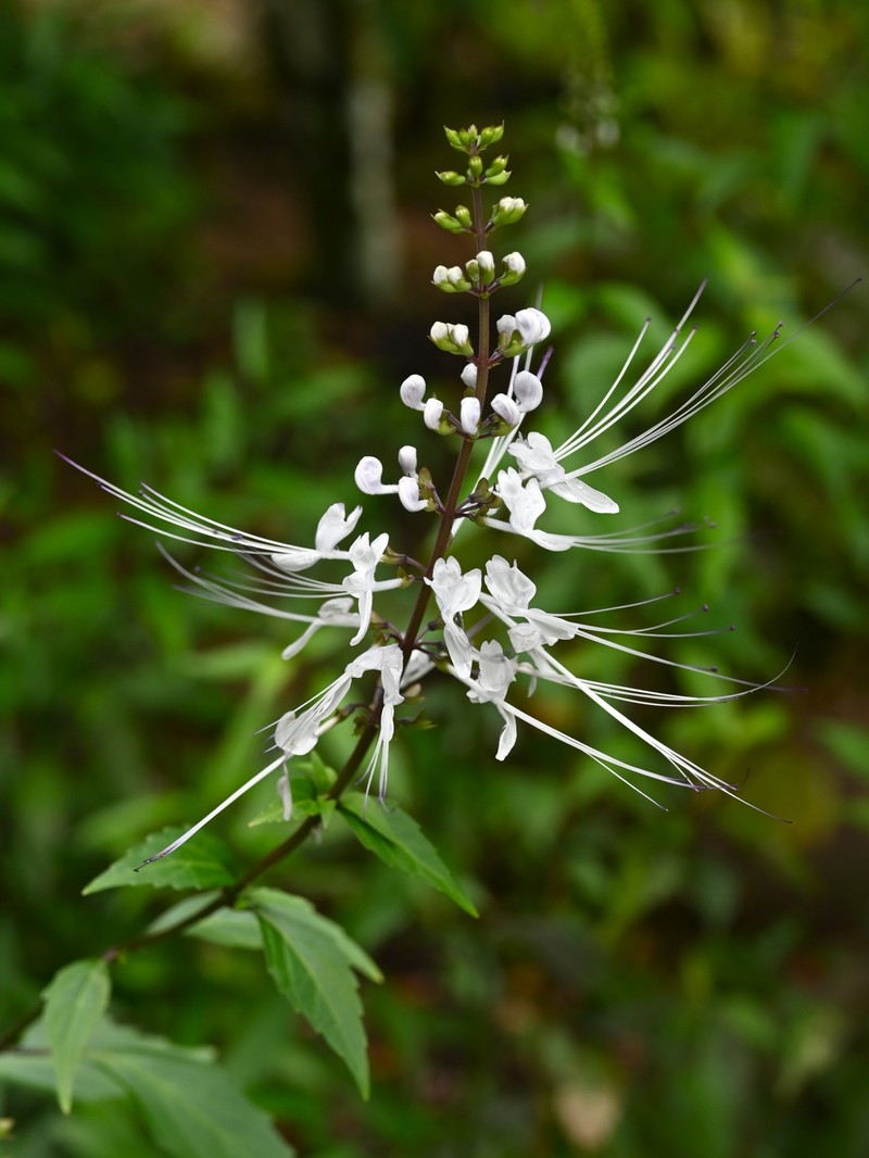 Cat's-Whiskers photo 4