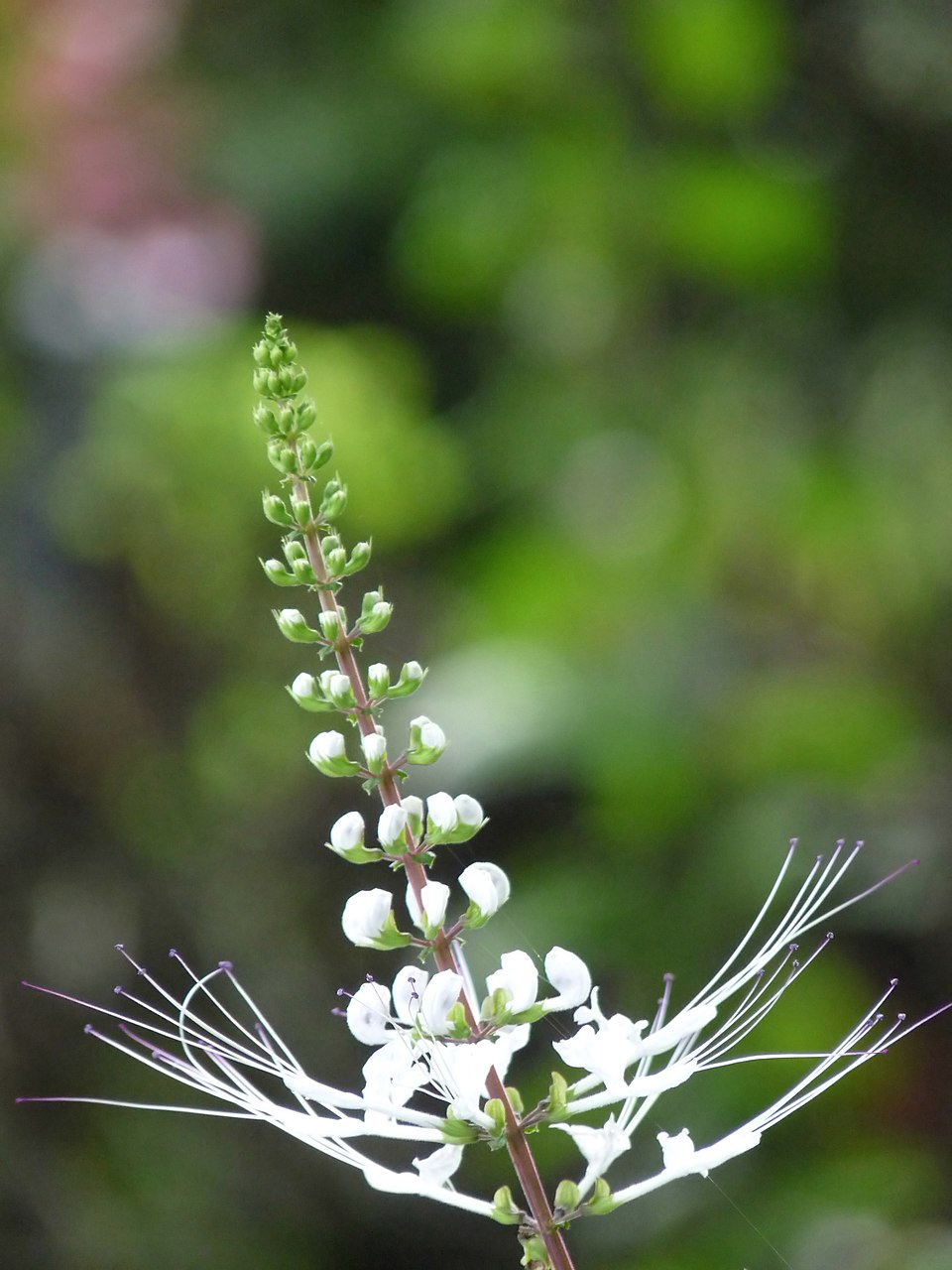 Cat's-Whiskers