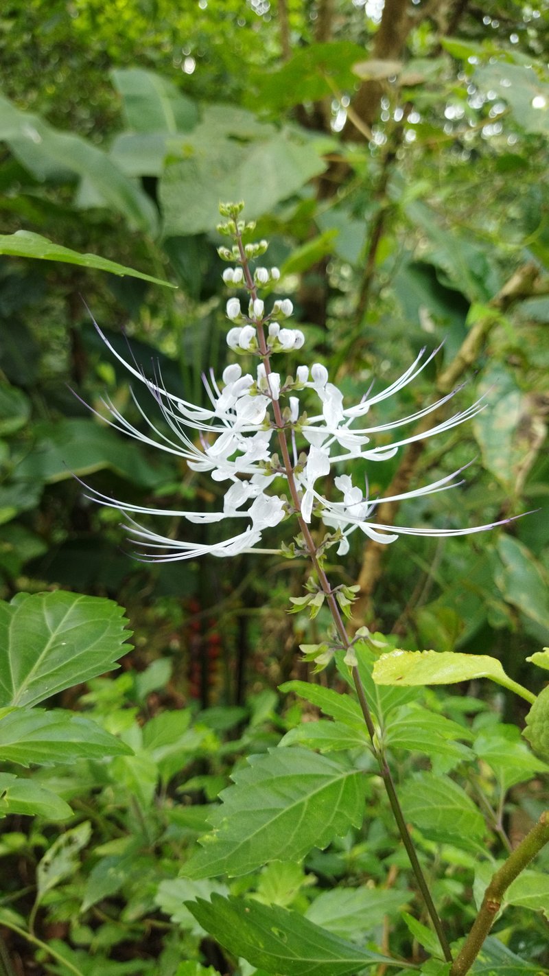 Cat's-Whiskers photo 6