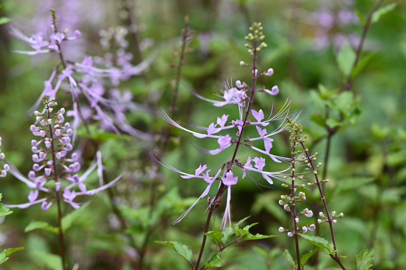 Cat's-Whiskers photo 8