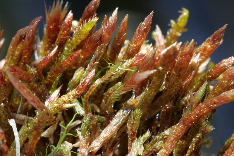 Orthothecium Moss