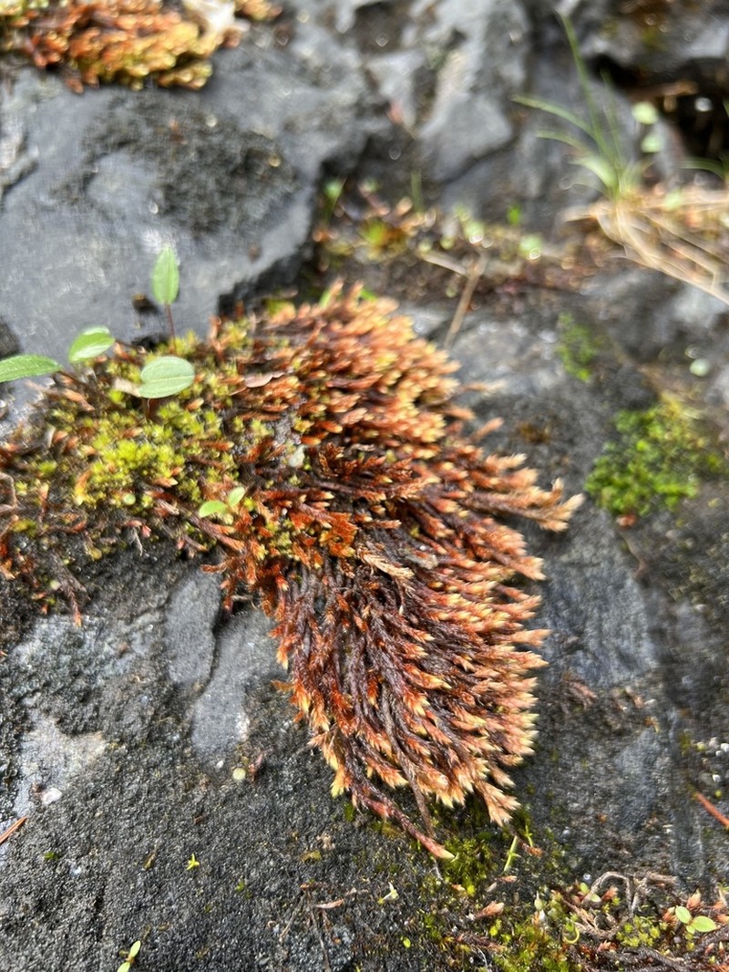 Orthothecium Moss