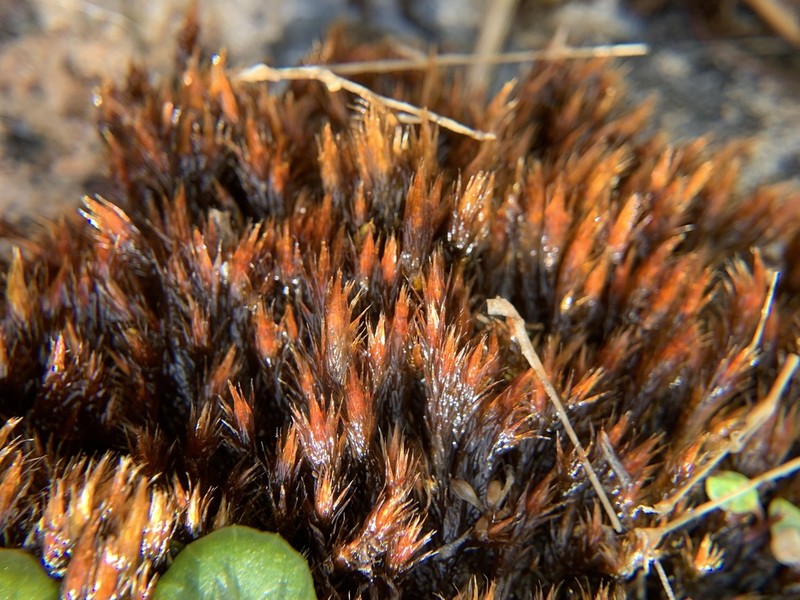 Orthothecium Moss photo 2