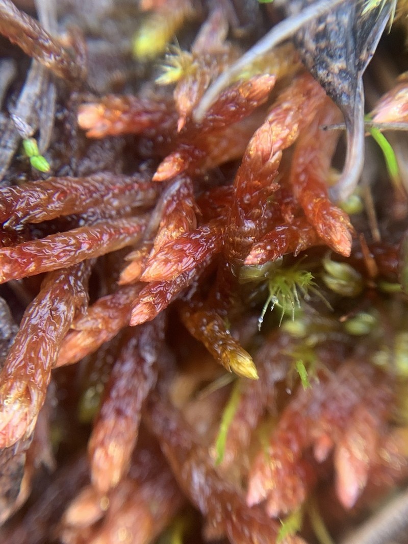 Orthothecium Moss photo 3