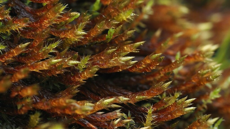 Orthothecium Moss photo 4