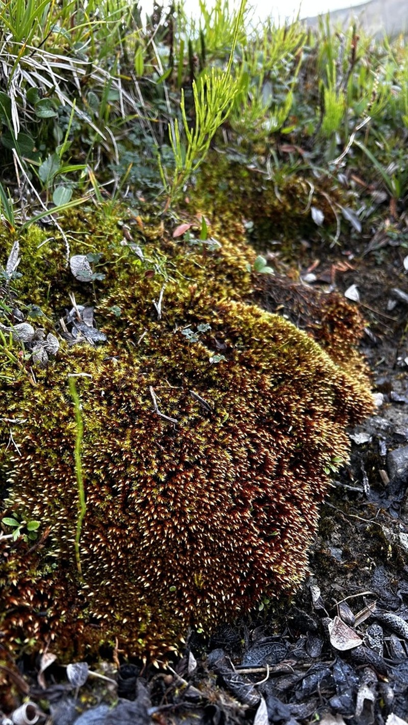 Orthothecium Moss photo 5