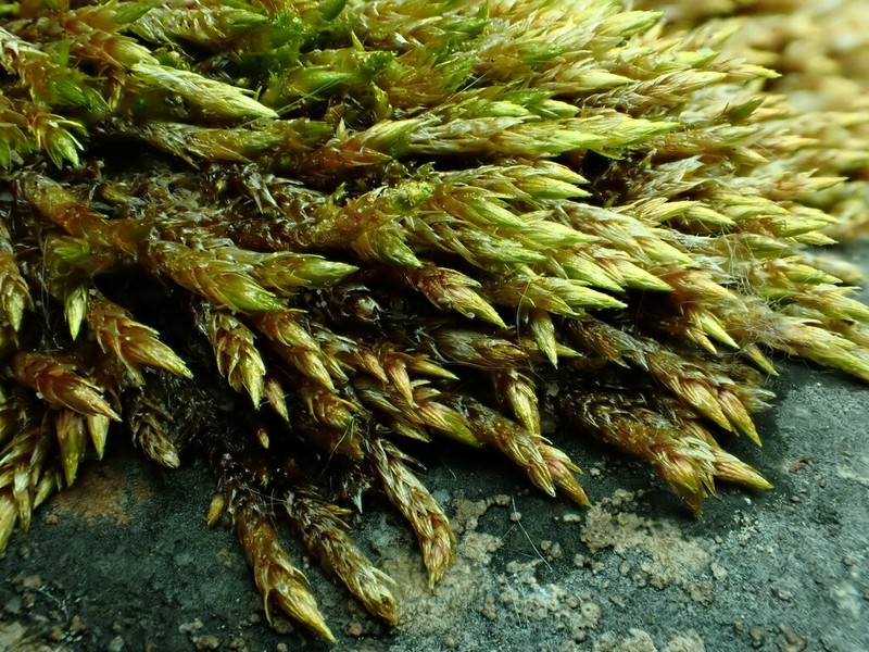 Orthothecium Moss photo 6