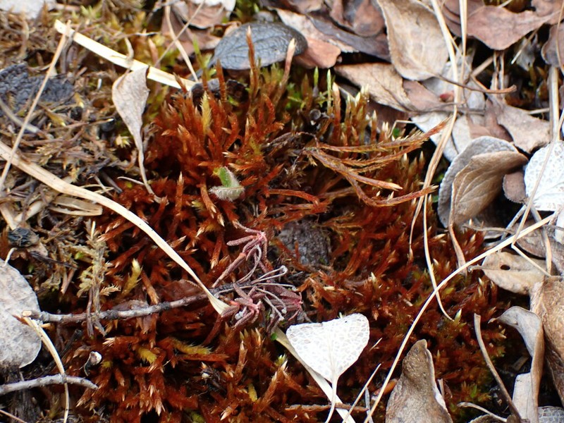 Orthothecium Moss photo 7