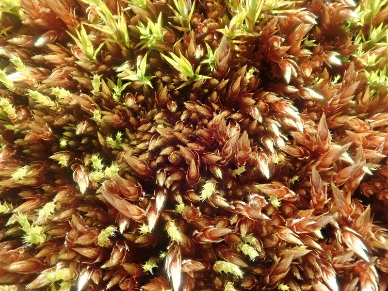 Orthothecium Moss photo 8