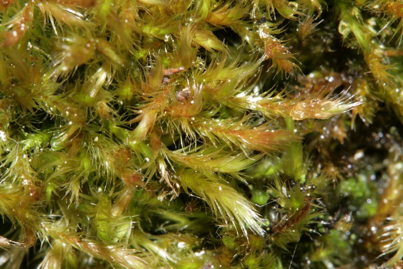 Intricate Orthothecium Moss