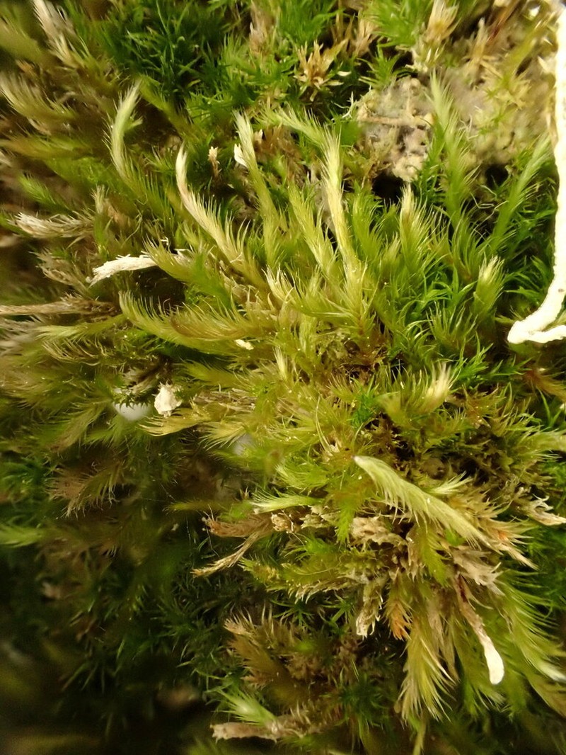 Intricate Orthothecium Moss