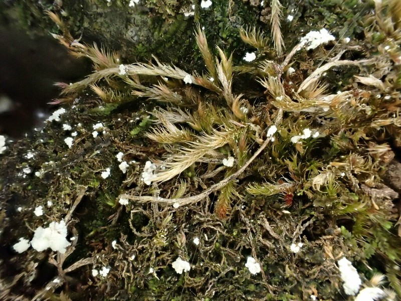 Intricate Orthothecium Moss photo 2