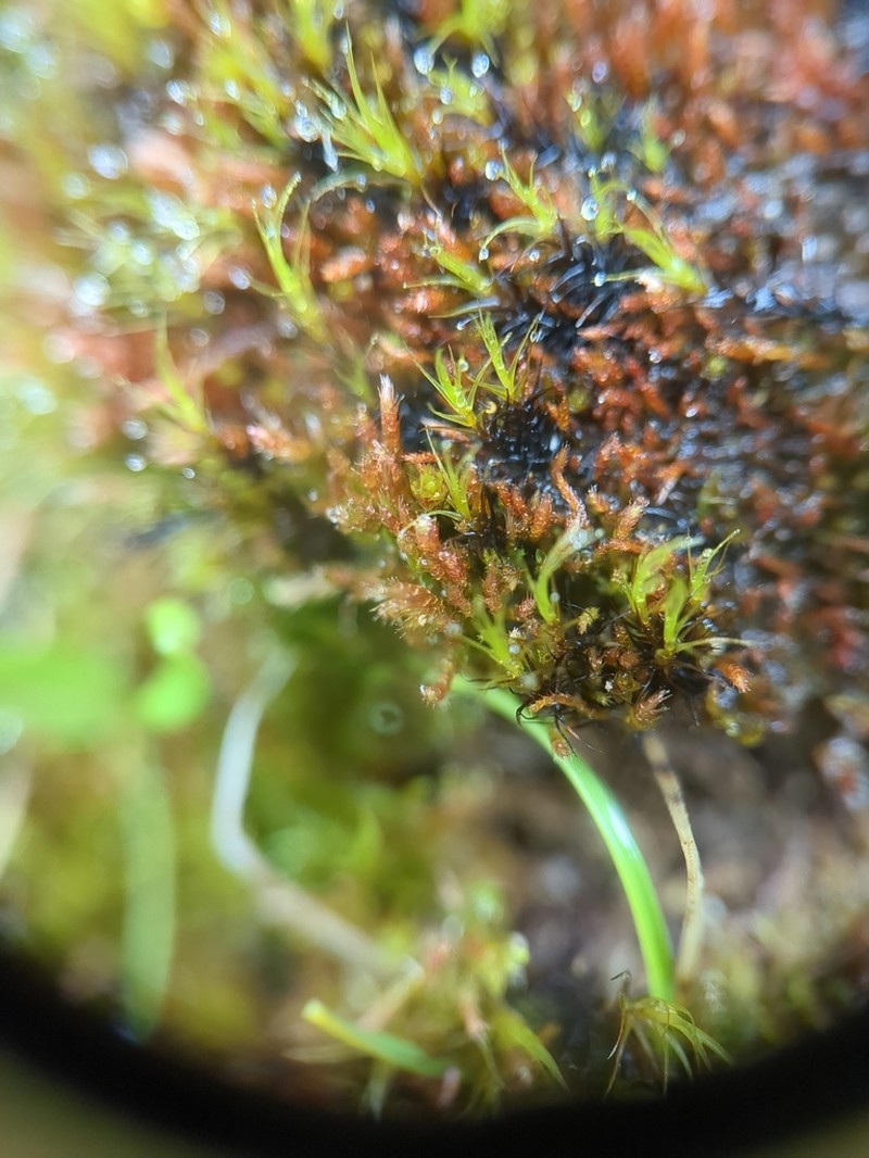 Intricate Orthothecium Moss photo 3