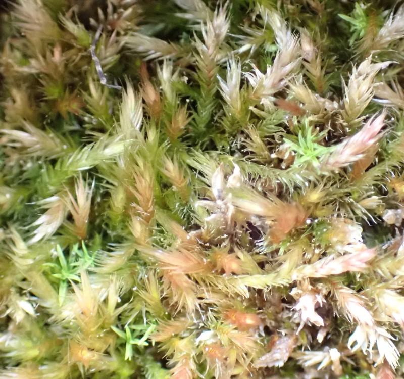 Intricate Orthothecium Moss photo 4