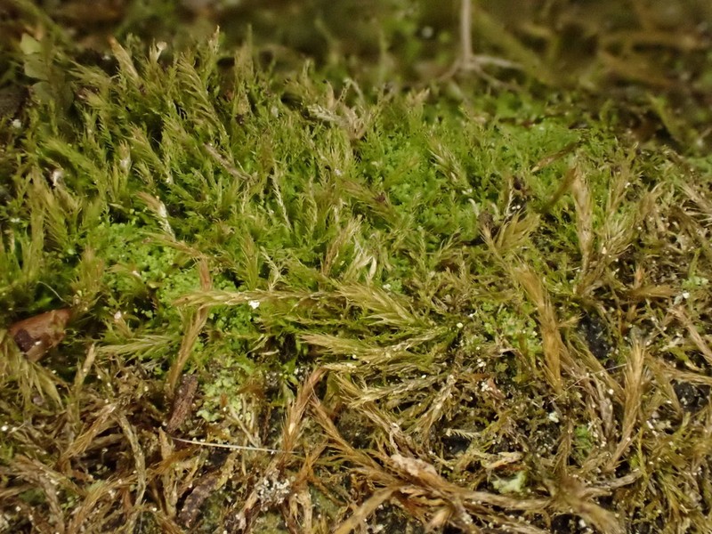Intricate Orthothecium Moss photo 5