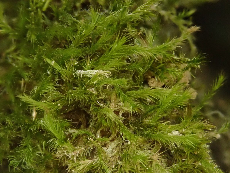 Intricate Orthothecium Moss photo 6